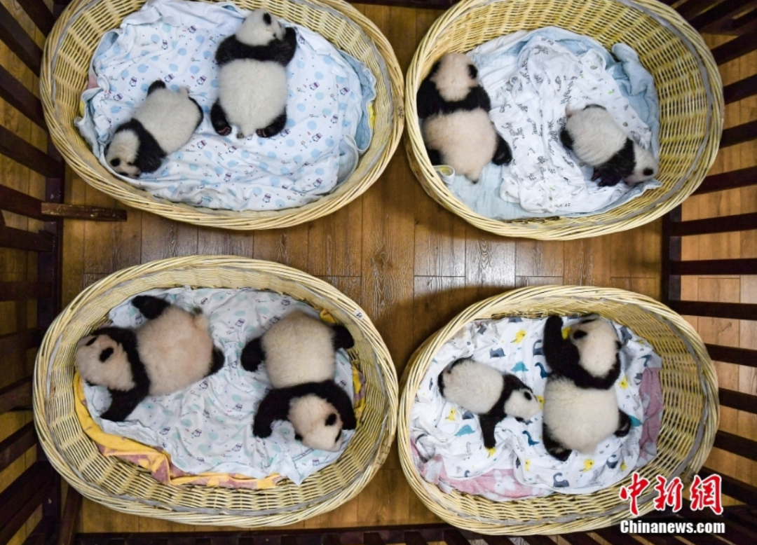 9.26 周日|平安归来!孟晚舟:“如果信念有颜色,那一定是中国红”(语音版)休闲区蓝鸢梦想 - Www.slyday.coM 9.26 周日|平安归来!孟晚舟:“如果信念有颜色,那一定是中国红”(语音版)休闲区蓝鸢梦想 - Www.slyday.coM