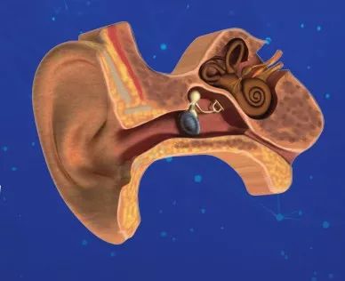 鼓膜的振动,通过听小骨传到内耳,刺激耳蜗内的纤毛细胞而产生神经冲动