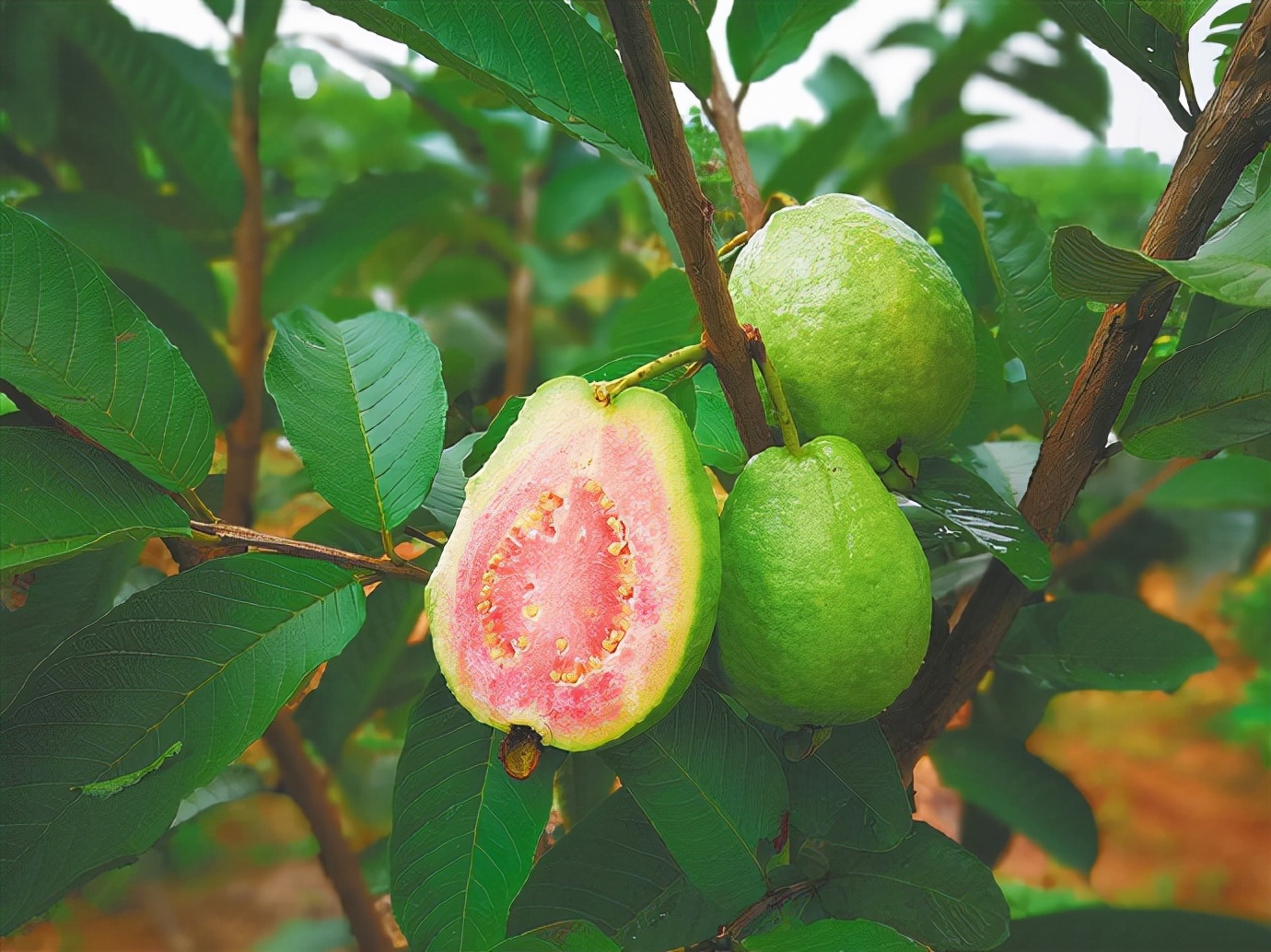 缅甸进口西瓜和香瓜已成为主要出口中国的水果