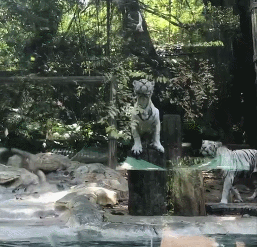 如愿以偿！全红婵第一次去动物园，老虎给她表演跳水，红姐吓一跳