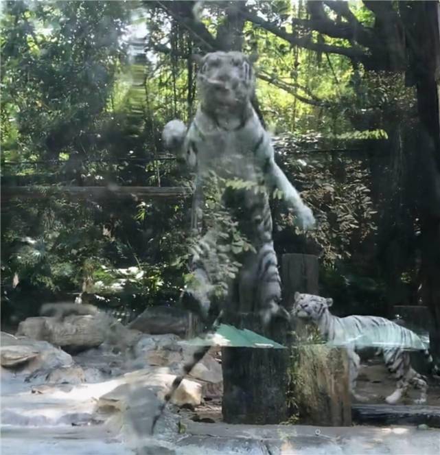 如愿以偿！全红婵第一次去动物园，老虎给她表演跳水，红姐吓一跳