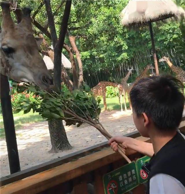 如愿以偿！全红婵第一次去动物园，老虎给她表演跳水，红姐吓一跳