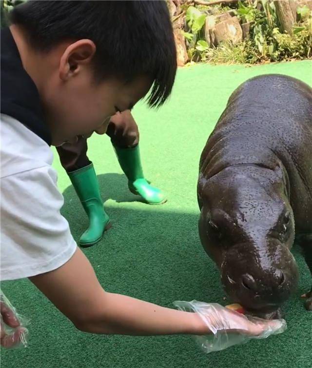 如愿以偿！全红婵第一次去动物园，老虎给她表演跳水，红姐吓一跳