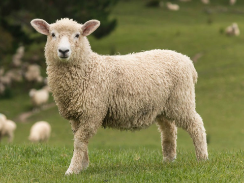 【民间故事】我爸养羊的小故事，从原来的十几只，发展到小羊成群