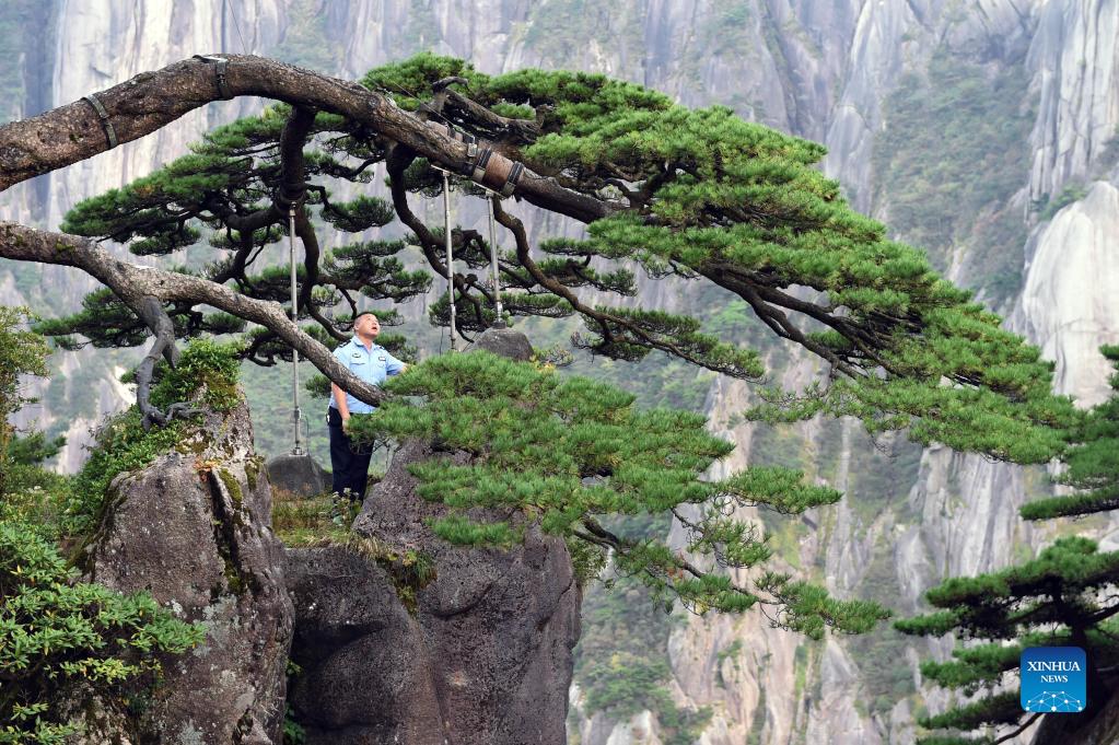 Hu Xiaochun takes a routine check to the Greeting Pine in the Huangshan Mountain scenic area in east China's Anhui Province, Sept. 25, 2021. Huangshan Mountain, one of the most famous scenic spots in China, is a UNESCO World Heritage site in east China's Anhui Province and a world geopark. Greeting Pine is a famous landmark in Huangshan Mountain. The tree, growing out of the rocks with a long branch extending over the mouth of a cave, got the name mainly because it appears to be greeting anyone who arrives at the scene. It is believed to be between 800 and 1,000 years old. To protect the tree, the local government has introduced a system of designating guardians or rangers for patrolling the tree around the clock. The first guardian was appointed in 1981. The tradition has been going on ever since. Hu Xiaochun is one of the guardians of the Greeting Pine. In 2010, Hu took over the post from his predecessor. He patrols around the Greeting Pine every two hours, observing subtle changes in branches, leaves and bark, as well as the supporting frames and cables. Hu records the tree growth data every day, and the temperature, humidity and wind speed. His 