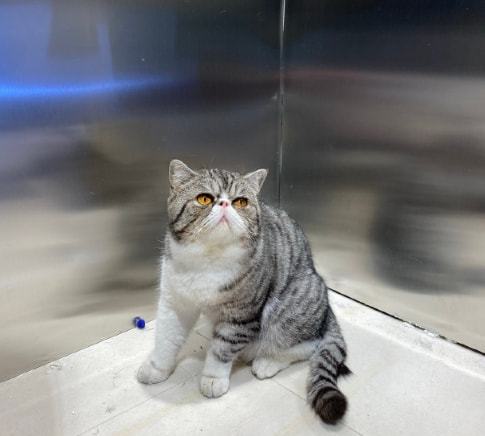 哈尔滨一确诊病例所养3只猫两次核酸呈阳性,被执行安乐死!休闲区蓝鸢梦想 - Www.slyday.coM 哈尔滨一确诊病例所养3只猫两次核酸呈阳性,被执行安乐死!休闲区蓝鸢梦想 - Www.slyday.coM