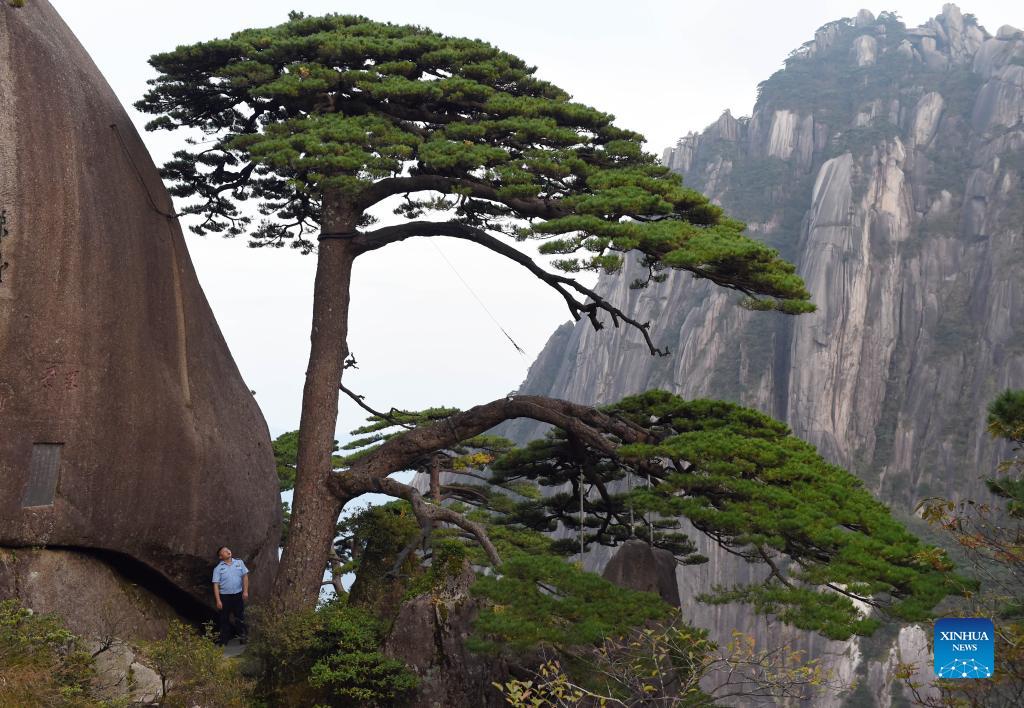 Hu Xiaochun takes a routine check to the Greeting Pine in the Huangshan Mountain scenic area in east China's Anhui Province, Sept. 25, 2021. Huangshan Mountain, one of the most famous scenic spots in China, is a UNESCO World Heritage site in east China's Anhui Province and a world geopark. Greeting Pine is a famous landmark in Huangshan Mountain. The tree, growing out of the rocks with a long branch extending over the mouth of a cave, got the name mainly because it appears to be greeting anyone who arrives at the scene. It is believed to be between 800 and 1,000 years old. To protect the tree, the local government has introduced a system of designating guardians or rangers for patrolling the tree around the clock. The first guardian was appointed in 1981. The tradition has been going on ever since. Hu Xiaochun is one of the guardians of the Greeting Pine. In 2010, Hu took over the post from his predecessor. He patrols around the Greeting Pine every two hours, observing subtle changes in branches, leaves and bark, as well as the supporting frames and cables. Hu records the tree growth data every day, and the temperature, humidity and wind speed. His 