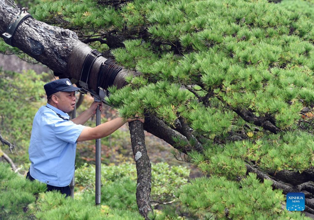 Hu Xiaochun checks the supporting poles of the Greeting Pine in the Huangshan Mountain scenic area in east China's Anhui Province, Sept. 26, 2021. Huangshan Mountain, one of the most famous scenic spots in China, is a UNESCO World Heritage site in east China's Anhui Province and a world geopark. Greeting Pine is a famous landmark in Huangshan Mountain. The tree, growing out of the rocks with a long branch extending over the mouth of a cave, got the name mainly because it appears to be greeting anyone who arrives at the scene. It is believed to be between 800 and 1,000 years old. To protect the tree, the local government has introduced a system of designating guardians or rangers for patrolling the tree around the clock. The first guardian was appointed in 1981. The tradition has been going on ever since. Hu Xiaochun is one of the guardians of the Greeting Pine. In 2010, Hu took over the post from his predecessor. He patrols around the Greeting Pine every two hours, observing subtle changes in branches, leaves and bark, as well as the supporting frames and cables. Hu records the tree growth data every day, and the temperature, humidity and wind speed. His 