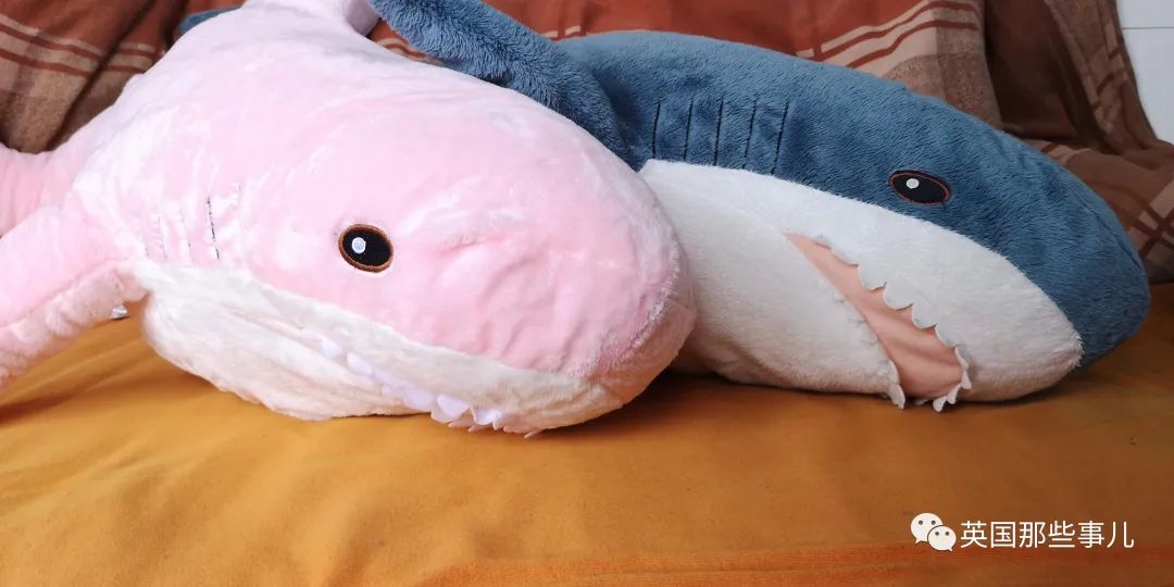 英国宜家鲨鱼抱枕下架还面临停产!网友哀嚎一片:“救救鲨鲨吧”!休闲区蓝鸢梦想 - Www.slyday.coM 英国宜家鲨鱼抱枕下架还面临停产!网友哀嚎一片:“救救鲨鲨吧”!休闲区蓝鸢梦想 - Www.slyday.coM