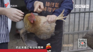 据说,没有一只鸡可以活着离开广东休闲区蓝鸢梦想 - Www.slyday.coM 据说,没有一只鸡可以活着离开广东休闲区蓝鸢梦想 - Www.slyday.coM