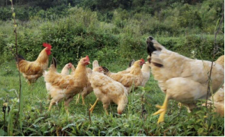 据说,没有一只鸡可以活着离开广东休闲区蓝鸢梦想 - Www.slyday.coM 据说,没有一只鸡可以活着离开广东休闲区蓝鸢梦想 - Www.slyday.coM