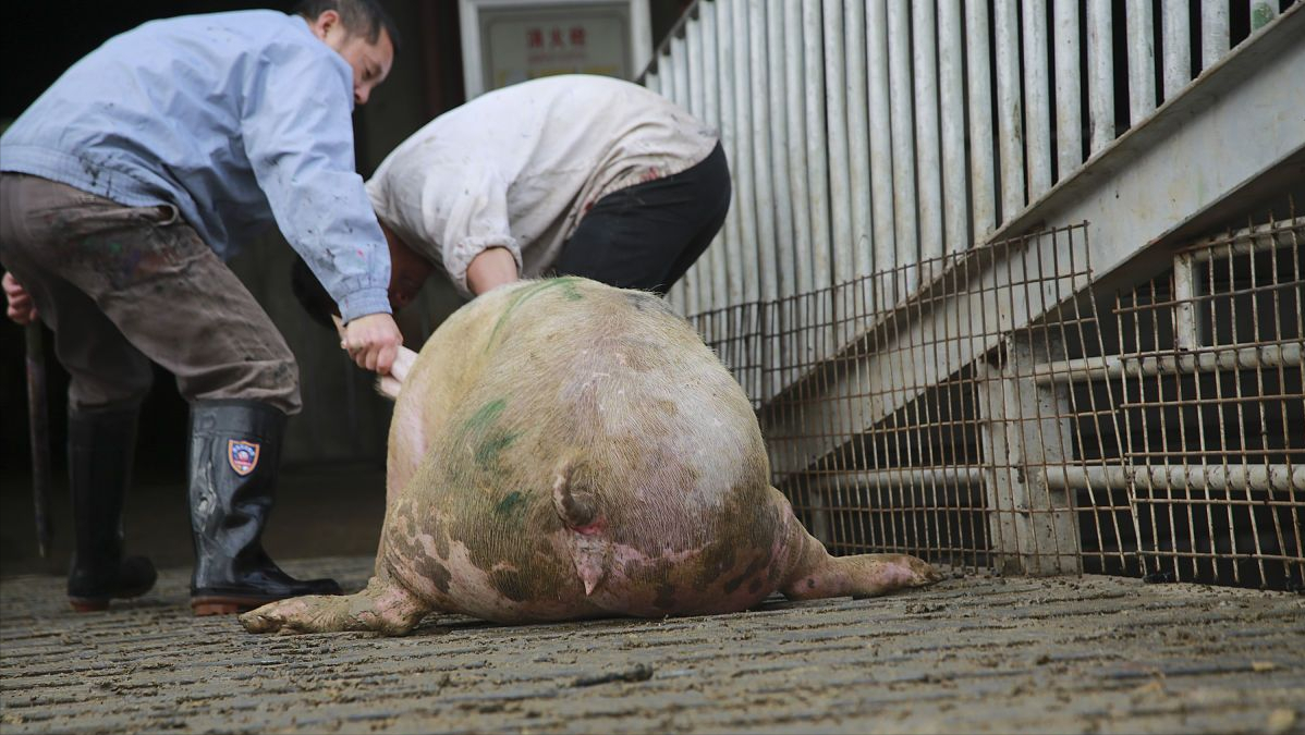 养猪成本8块多,猪价跌入“5字头”,旺季到来,养殖户咋不压栏?休闲区蓝鸢梦想 - Www.slyday.coM 养猪成本8块多,猪价跌入“5字头”,旺季到来,养殖户咋不压栏?休闲区蓝鸢梦想 - Www.slyday.coM