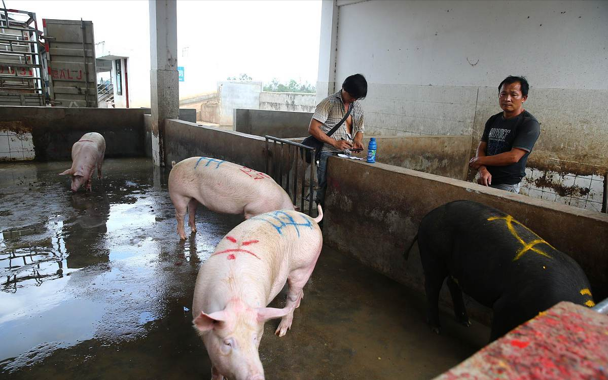 养猪成本8块多,猪价跌入“5字头”,旺季到来,养殖户咋不压栏?休闲区蓝鸢梦想 - Www.slyday.coM 养猪成本8块多,猪价跌入“5字头”,旺季到来,养殖户咋不压栏?休闲区蓝鸢梦想 - Www.slyday.coM