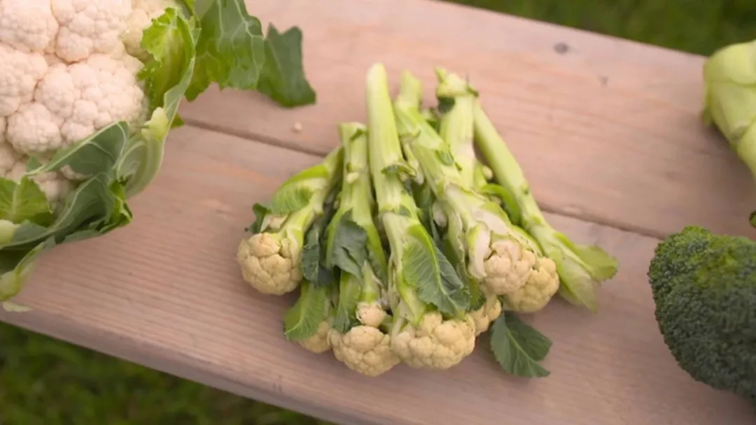 为了防止蔬菜浪费，<a href=