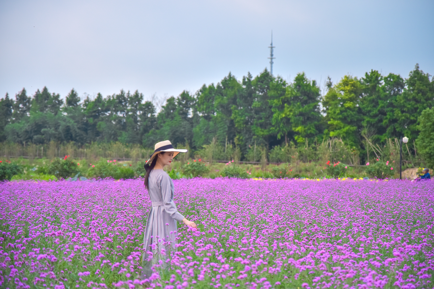 金秋十月赏花季，江浙沪网红花海景区--盐城<a href=