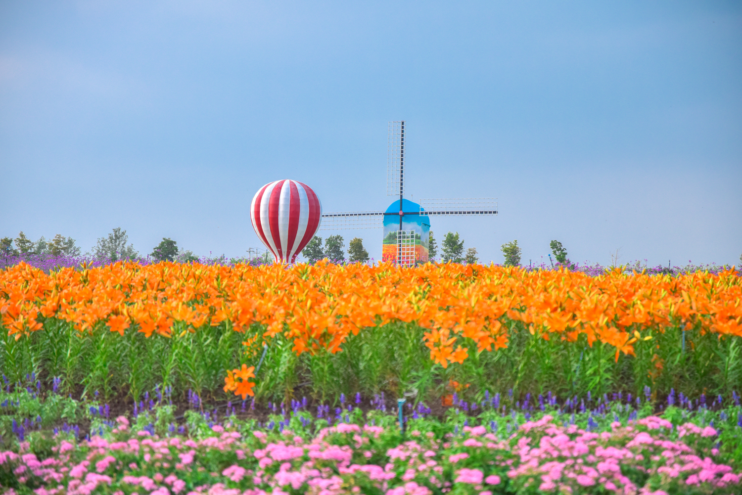 金秋十月赏花季，江浙沪网红花海景区--盐城<a href=