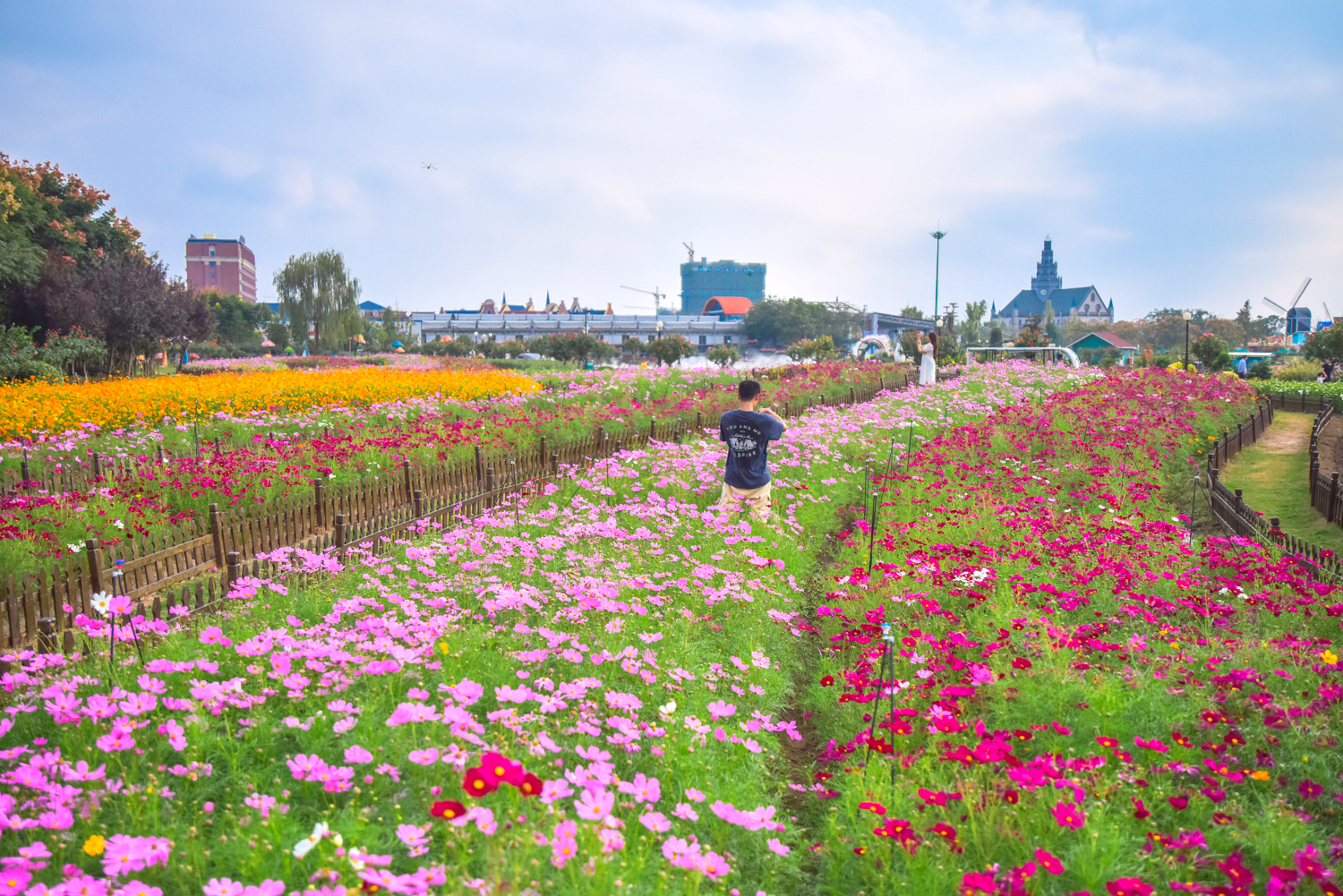 金秋十月赏花季，江浙沪网红花海景区--盐城<a href=