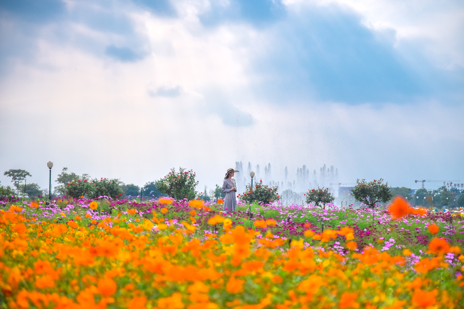 金秋十月赏花季，江浙沪网红花海景区--盐城<a href=