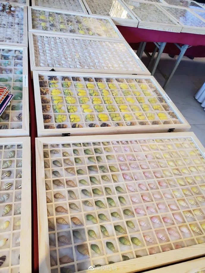 比哆啦A梦的口袋还宝藏!上万美丽贝壳等你发现休闲区蓝鸢梦想 - Www.slyday.coM 比哆啦A梦的口袋还宝藏!上万美丽贝壳等你发现休闲区蓝鸢梦想 - Www.slyday.coM