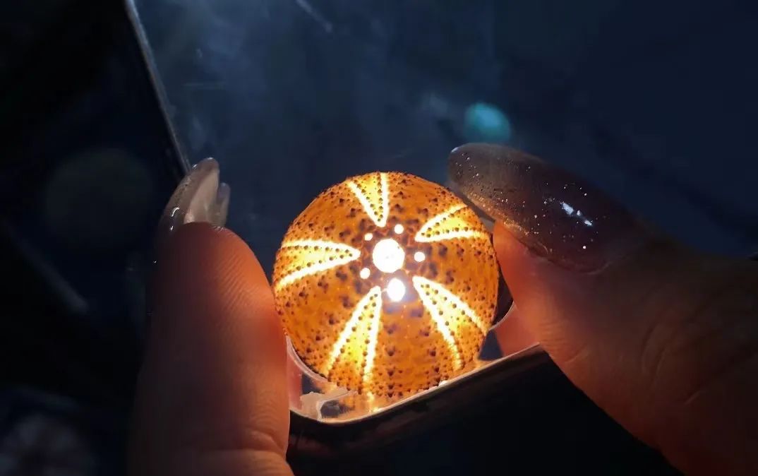 比哆啦A梦的口袋还宝藏!上万美丽贝壳等你发现休闲区蓝鸢梦想 - Www.slyday.coM 比哆啦A梦的口袋还宝藏!上万美丽贝壳等你发现休闲区蓝鸢梦想 - Www.slyday.coM