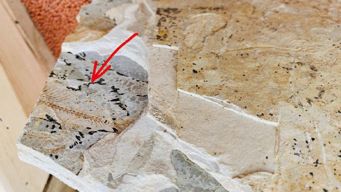 比哆啦A梦的口袋还宝藏!上万美丽贝壳等你发现休闲区蓝鸢梦想 - Www.slyday.coM 比哆啦A梦的口袋还宝藏!上万美丽贝壳等你发现休闲区蓝鸢梦想 - Www.slyday.coM