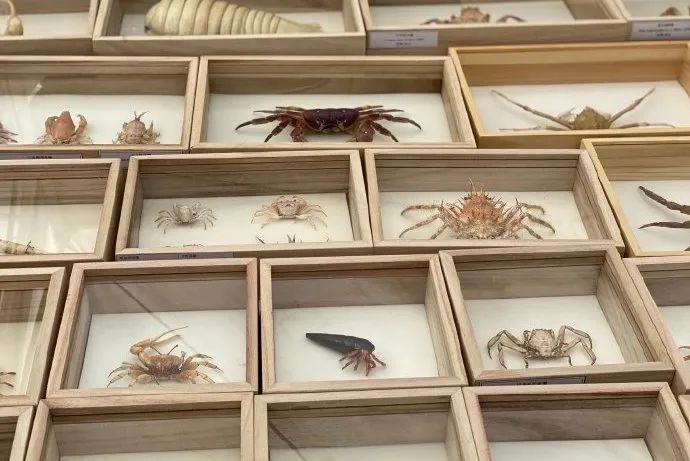 比哆啦A梦的口袋还宝藏!上万美丽贝壳等你发现休闲区蓝鸢梦想 - Www.slyday.coM 比哆啦A梦的口袋还宝藏!上万美丽贝壳等你发现休闲区蓝鸢梦想 - Www.slyday.coM