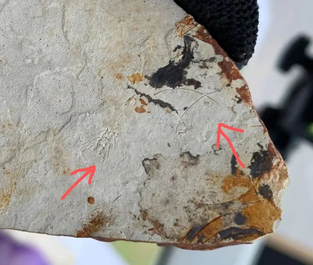 比哆啦A梦的口袋还宝藏!上万美丽贝壳等你发现休闲区蓝鸢梦想 - Www.slyday.coM 比哆啦A梦的口袋还宝藏!上万美丽贝壳等你发现休闲区蓝鸢梦想 - Www.slyday.coM