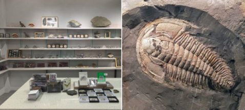 比哆啦A梦的口袋还宝藏!上万美丽贝壳等你发现休闲区蓝鸢梦想 - Www.slyday.coM 比哆啦A梦的口袋还宝藏!上万美丽贝壳等你发现休闲区蓝鸢梦想 - Www.slyday.coM