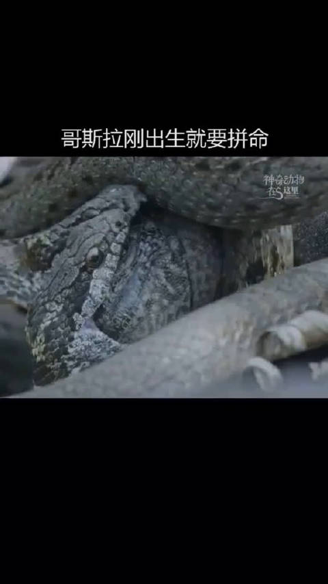 深入了解一下哥斯拉海鬣蜥刚出生就要和生命作斗争