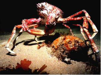 那是一种分布于日本东南沿海的巨大螃蟹,它们的腿像蜘蛛一样又多又长