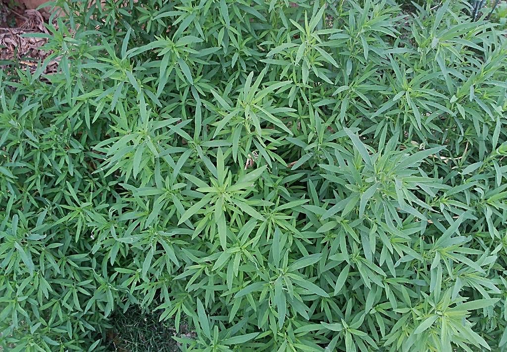 今天给大家介绍的这种植物,很多生在农村的朋友喜欢在自家的庭前屋后
