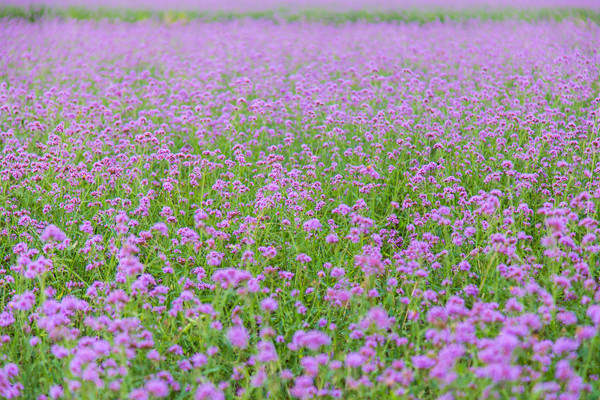 金秋时节，掉进<a href=