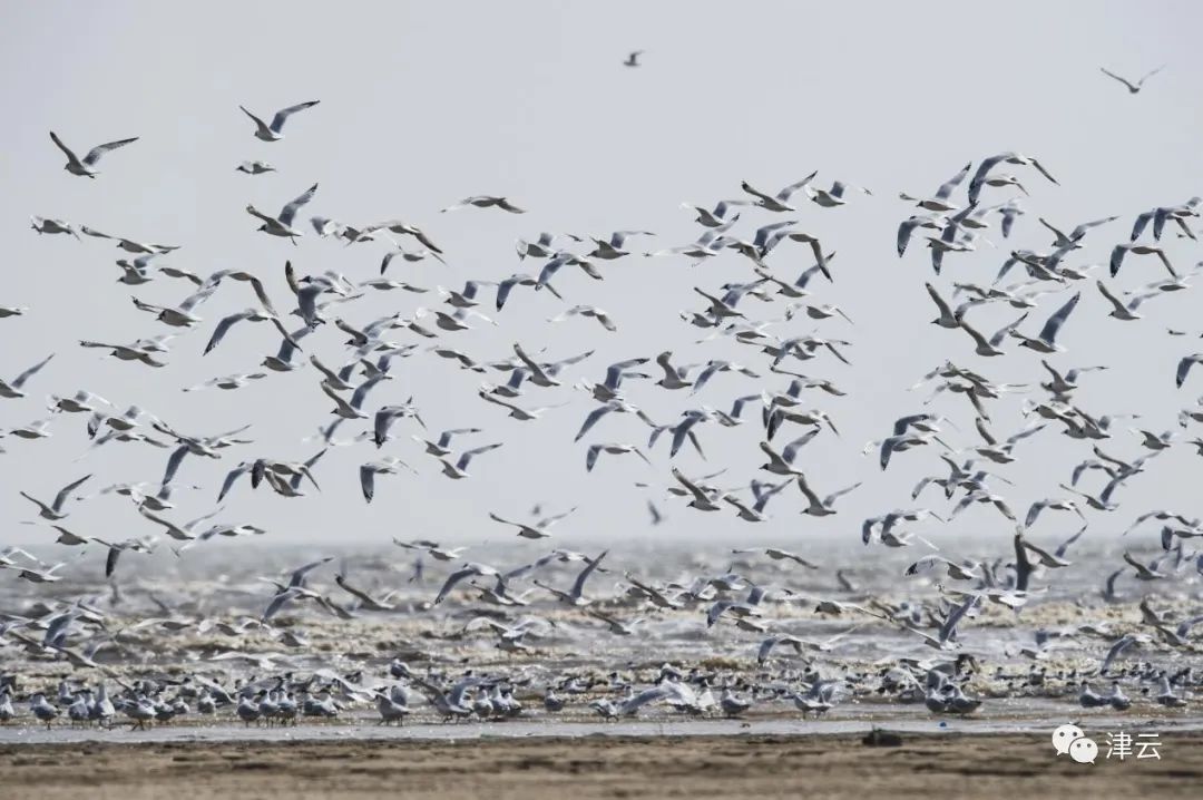 “十一”假期烟雨津城,这些景色绝了!休闲区蓝鸢梦想 - Www.slyday.coM “十一”假期烟雨津城,这些景色绝了!休闲区蓝鸢梦想 - Www.slyday.coM