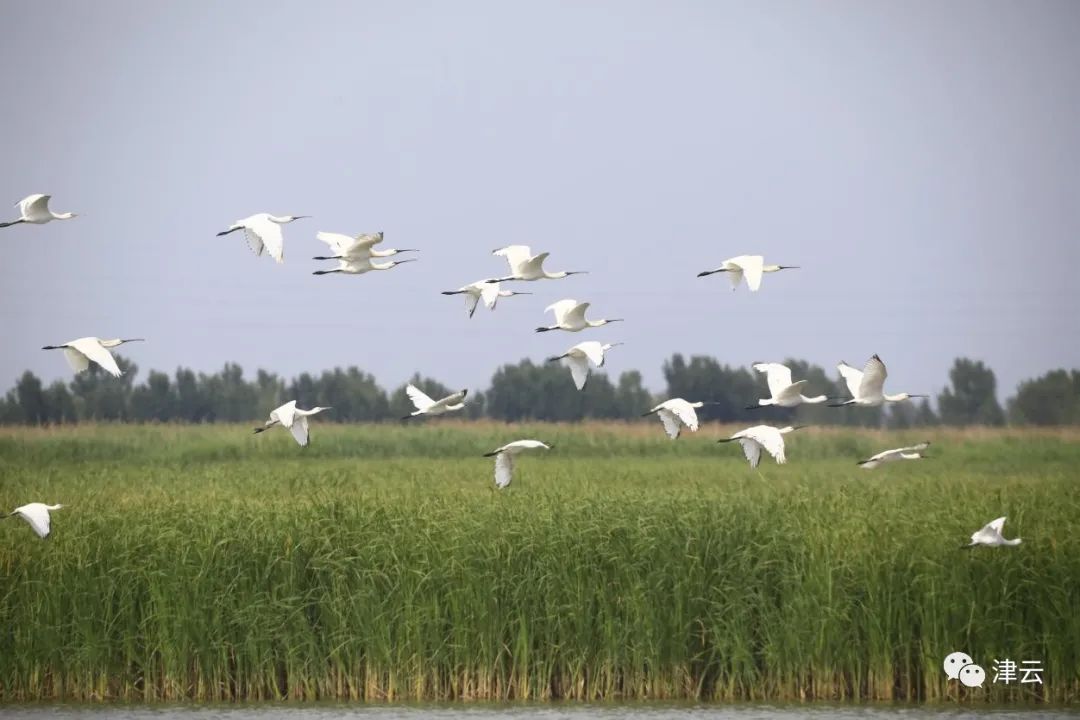 “十一”假期烟雨津城,这些景色绝了!休闲区蓝鸢梦想 - Www.slyday.coM “十一”假期烟雨津城,这些景色绝了!休闲区蓝鸢梦想 - Www.slyday.coM