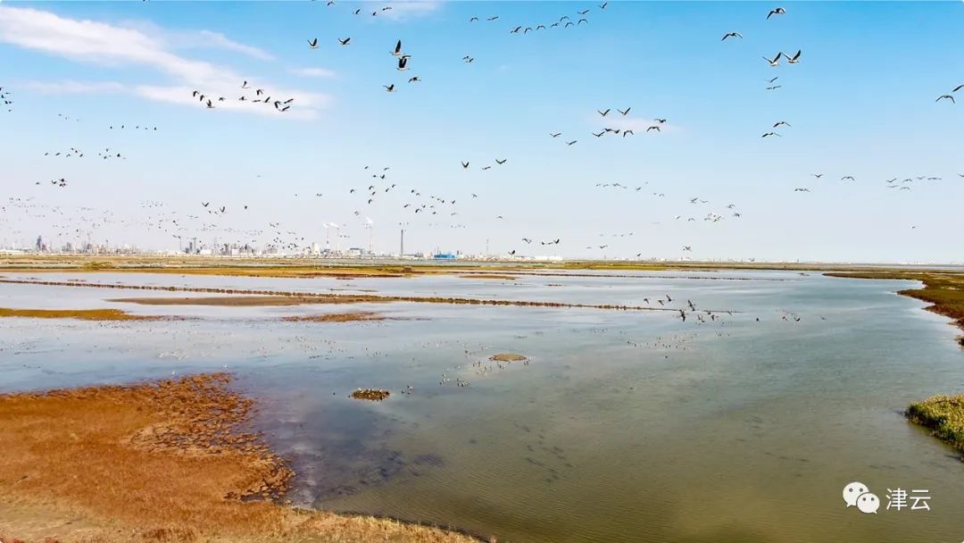 “十一”假期烟雨津城,这些景色绝了!休闲区蓝鸢梦想 - Www.slyday.coM “十一”假期烟雨津城,这些景色绝了!休闲区蓝鸢梦想 - Www.slyday.coM