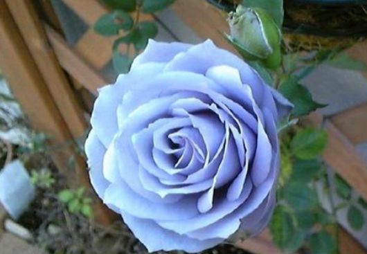 蓝色阴雨,是蔷薇科一种多年生藤本植物,是一种新型的玫瑰,它的花大而