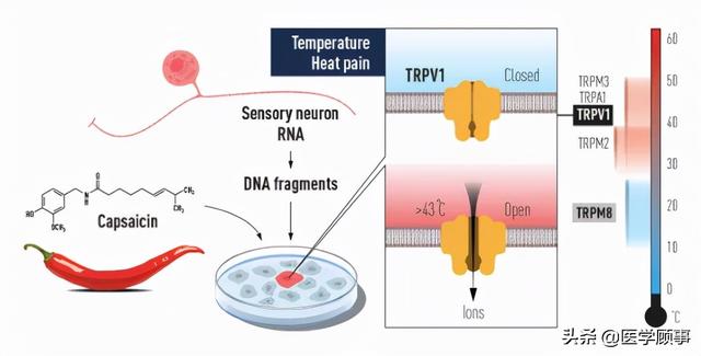 2021年诺贝尔生理医学奖及中国学者贡献:破解人类痛、触觉机制休闲区蓝鸢梦想 - Www.slyday.coM 2021年诺贝尔生理医学奖及中国学者贡献:破解人类痛、触觉机制休闲区蓝鸢梦想 - Www.slyday.coM