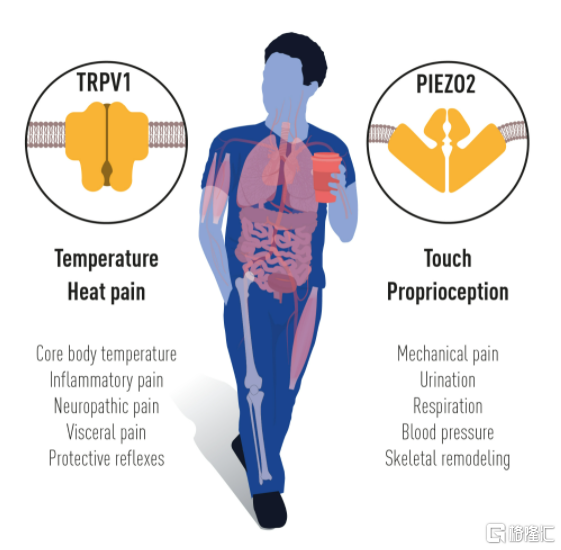 2021年诺贝尔生理学或医学奖,带来哪些新药研发启示?休闲区蓝鸢梦想 - Www.slyday.coM 2021年诺贝尔生理学或医学奖,带来哪些新药研发启示?休闲区蓝鸢梦想 - Www.slyday.coM