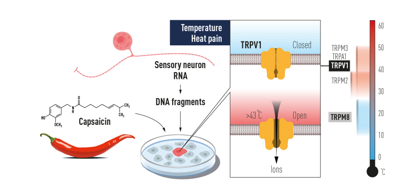 祝贺!温感与触感研究先驱获2021年诺贝尔生理学或医学奖休闲区蓝鸢梦想 - Www.slyday.coM 祝贺!温感与触感研究先驱获2021年诺贝尔生理学或医学奖休闲区蓝鸢梦想 - Www.slyday.coM