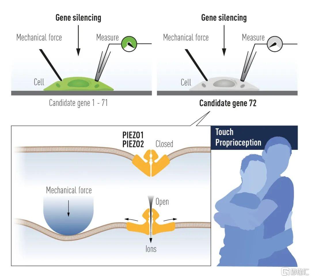 2021年诺贝尔生理学或医学奖,带来哪些新药研发启示?休闲区蓝鸢梦想 - Www.slyday.coM 2021年诺贝尔生理学或医学奖,带来哪些新药研发启示?休闲区蓝鸢梦想 - Www.slyday.coM
