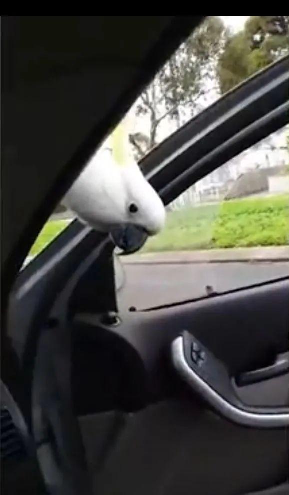 澳洲女子被这个强盗困在车里大气不敢出!路人看了都不敢救,太可怕了休闲区蓝鸢梦想 - Www.slyday.coM 澳洲女子被这个强盗困在车里大气不敢出!路人看了都不敢救,太可怕了休闲区蓝鸢梦想 - Www.slyday.coM