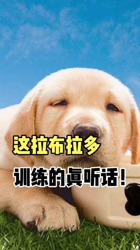 用快影拍萌宠萌宠小百科这拉布拉多训练的真听话
