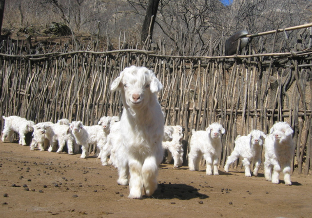 两个月宝宝拉稀粑粑是怎么回事