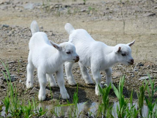 宝宝拉肚子是怎么回事 两个月婴儿拉稀便原因