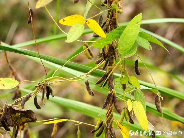 青岛大沽河凸显大面积野生大豆,累累果实含优良基因