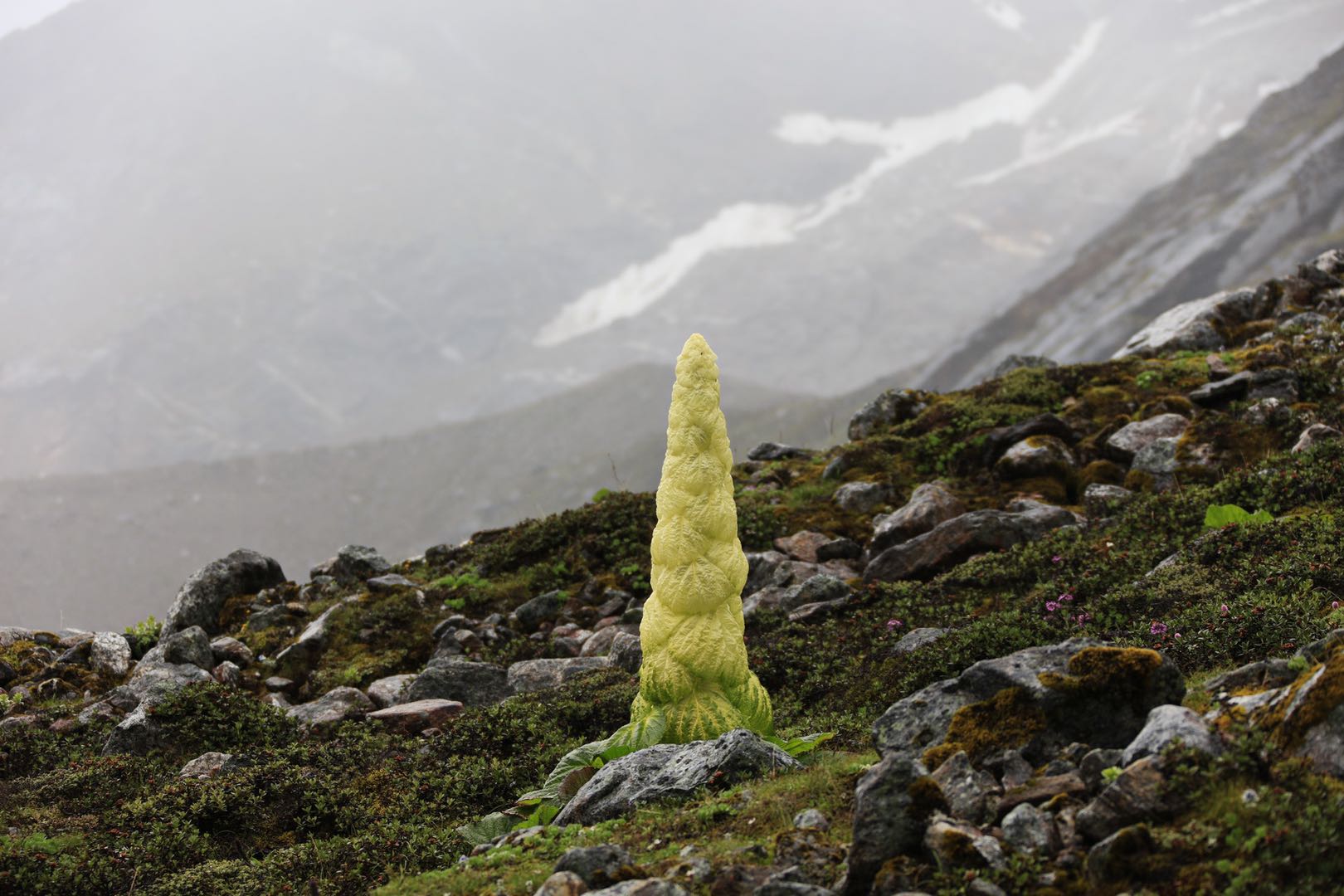 自然散步 塔黄,高山上的小巨人