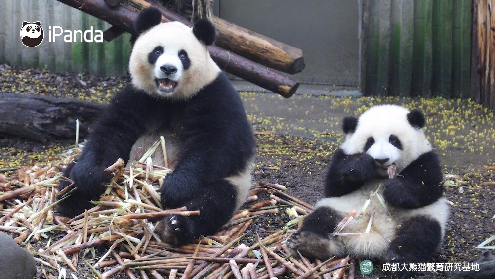 为您推荐: 孔雀,注定要输给熊猫!为什么网友:只怪羊仙姑的预