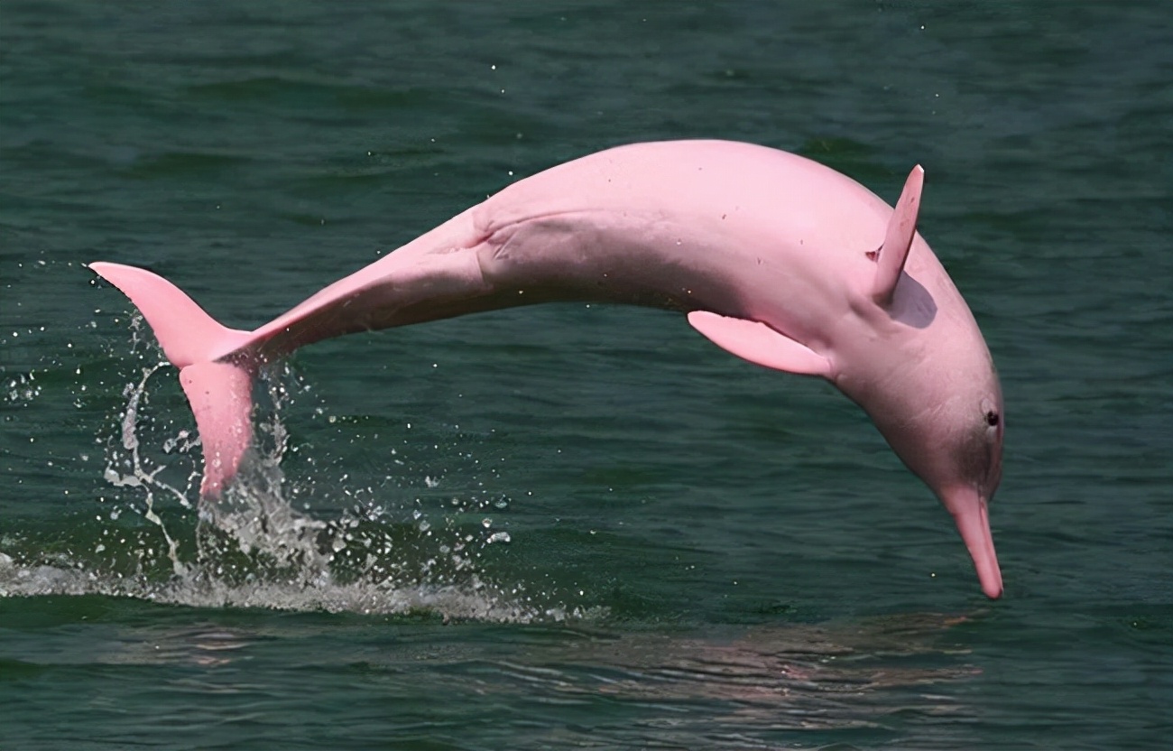 关于中华白海豚你了解多少？全球最大栖息地就在珠江口