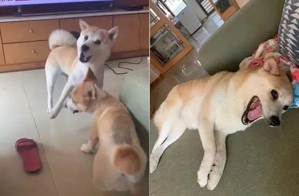 12岁的繁殖犬极度社恐,直到遇上一只社交牛逼症的柯基...休闲区蓝鸢梦想 - Www.slyday.coM 12岁的繁殖犬极度社恐,直到遇上一只社交牛逼症的柯基...休闲区蓝鸢梦想 - Www.slyday.coM