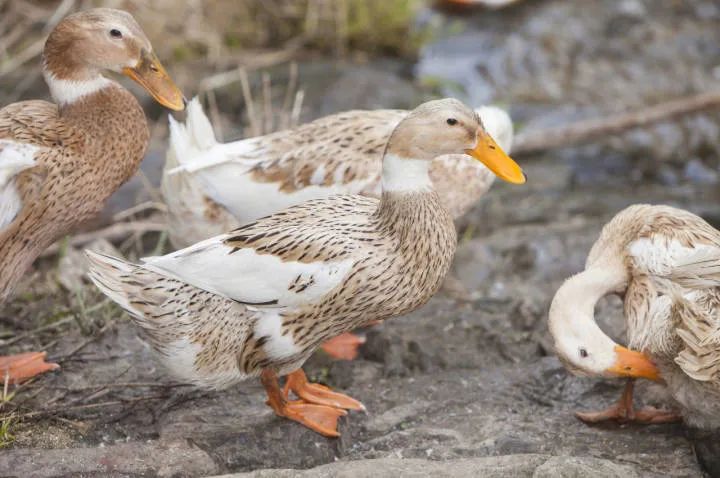 浙江女子突然胸闷气急,高烧咳嗽,路都走不了…医生一查:跟看别人杀鸭子有关!休闲区蓝鸢梦想 - Www.slyday.coM 浙江女子突然胸闷气急,高烧咳嗽,路都走不了…医生一查:跟看别人杀鸭子有关!休闲区蓝鸢梦想 - Www.slyday.coM